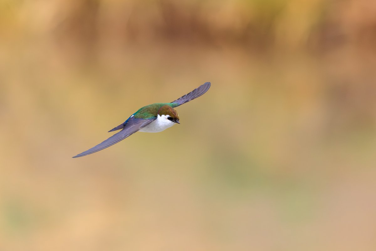 Violet-green Swallow