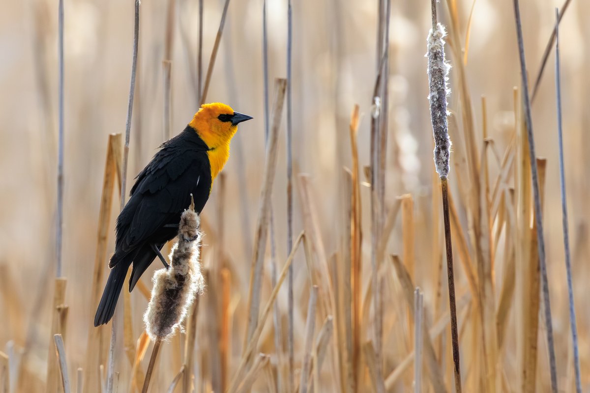 Yellow-headed Blackbird