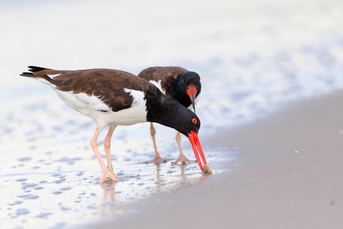 American Oystercatcher