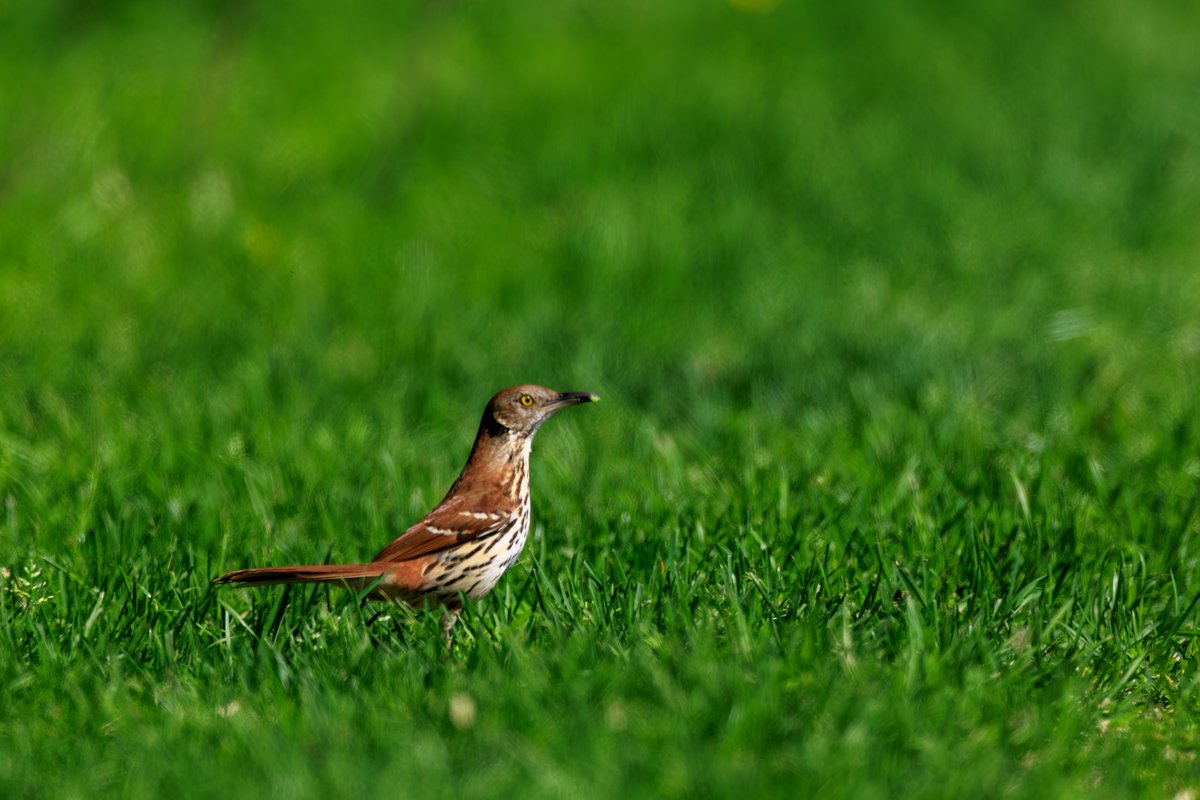 Brown Thrasher