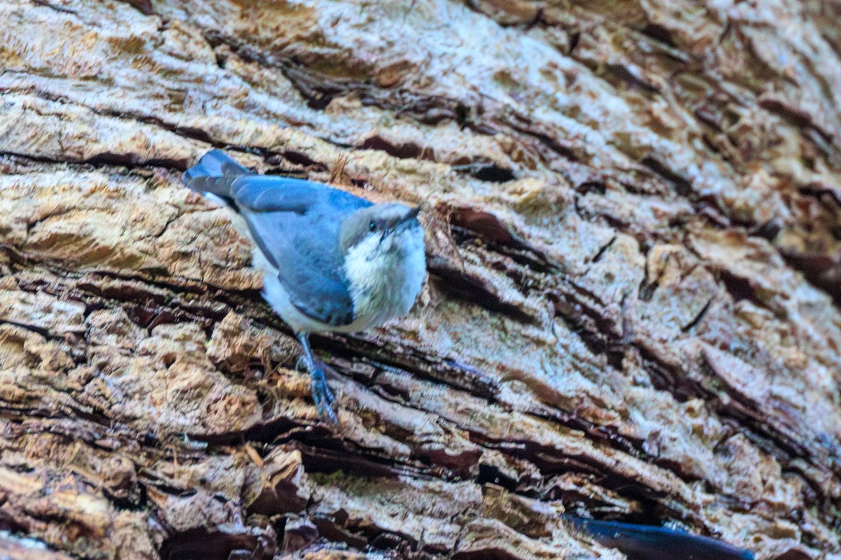 Pygmy Nuthatch