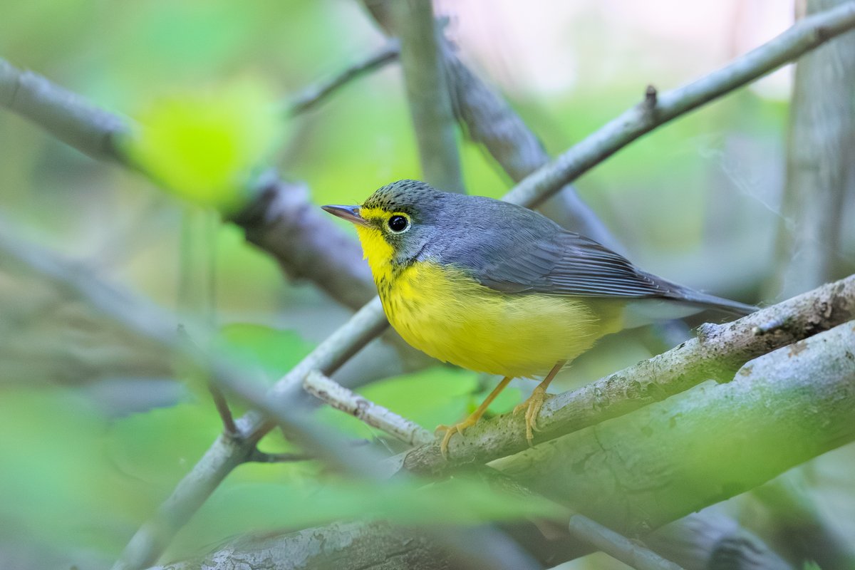 Canada Warbler