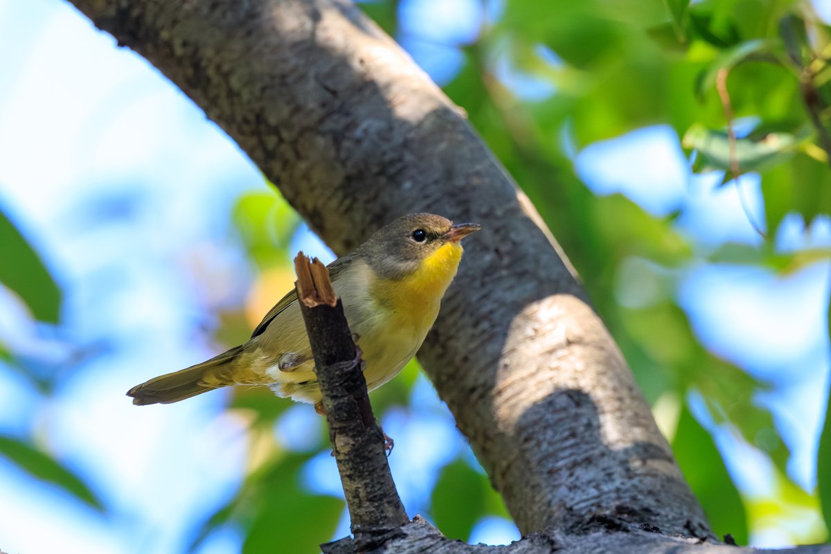 Common Yellowthroat