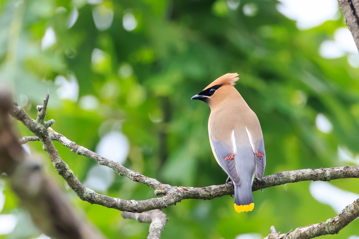 Cedar Waxwing