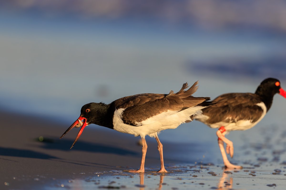 American Oystercatcher