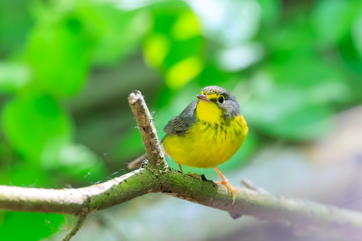 Canada Warbler