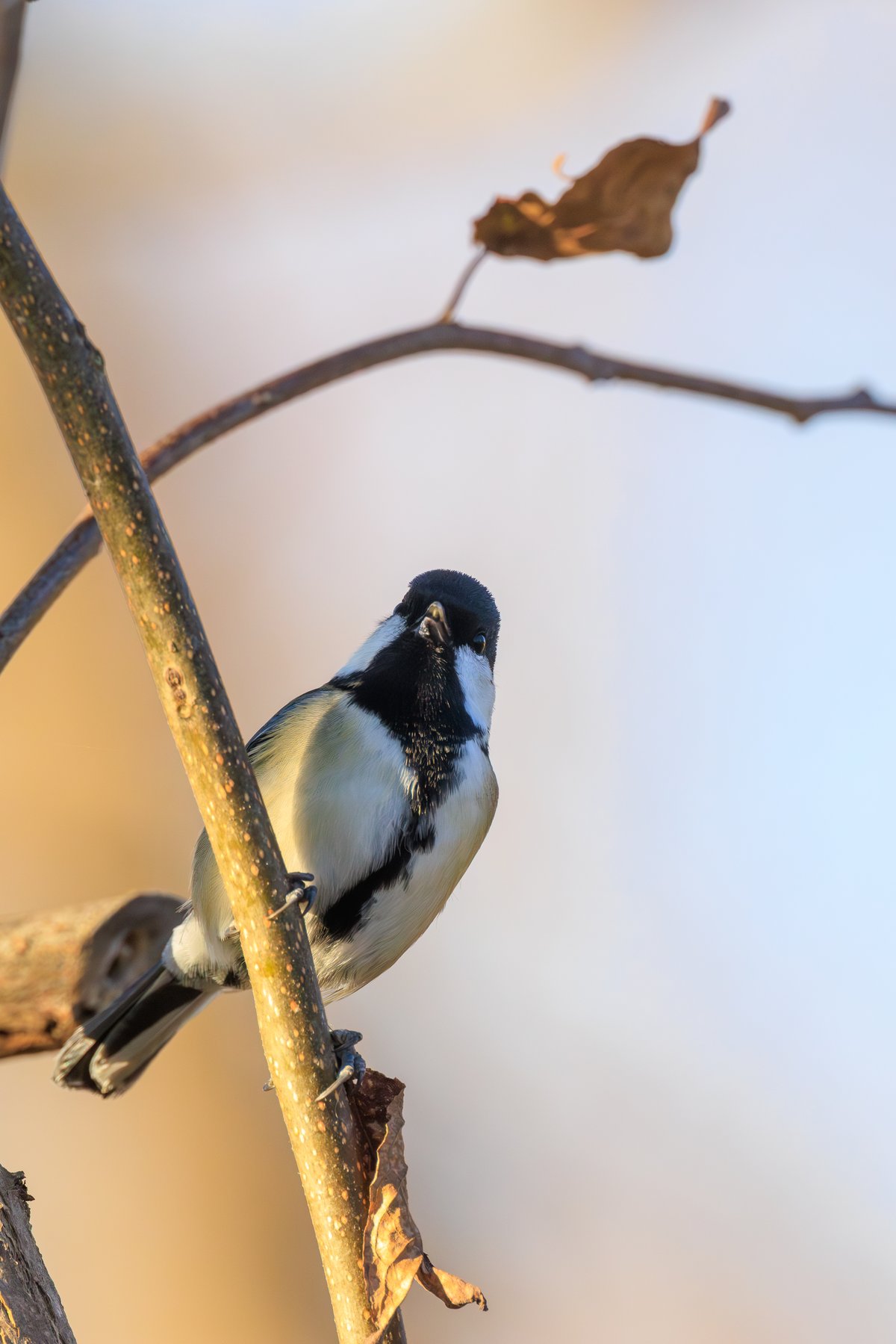 Asian Tit