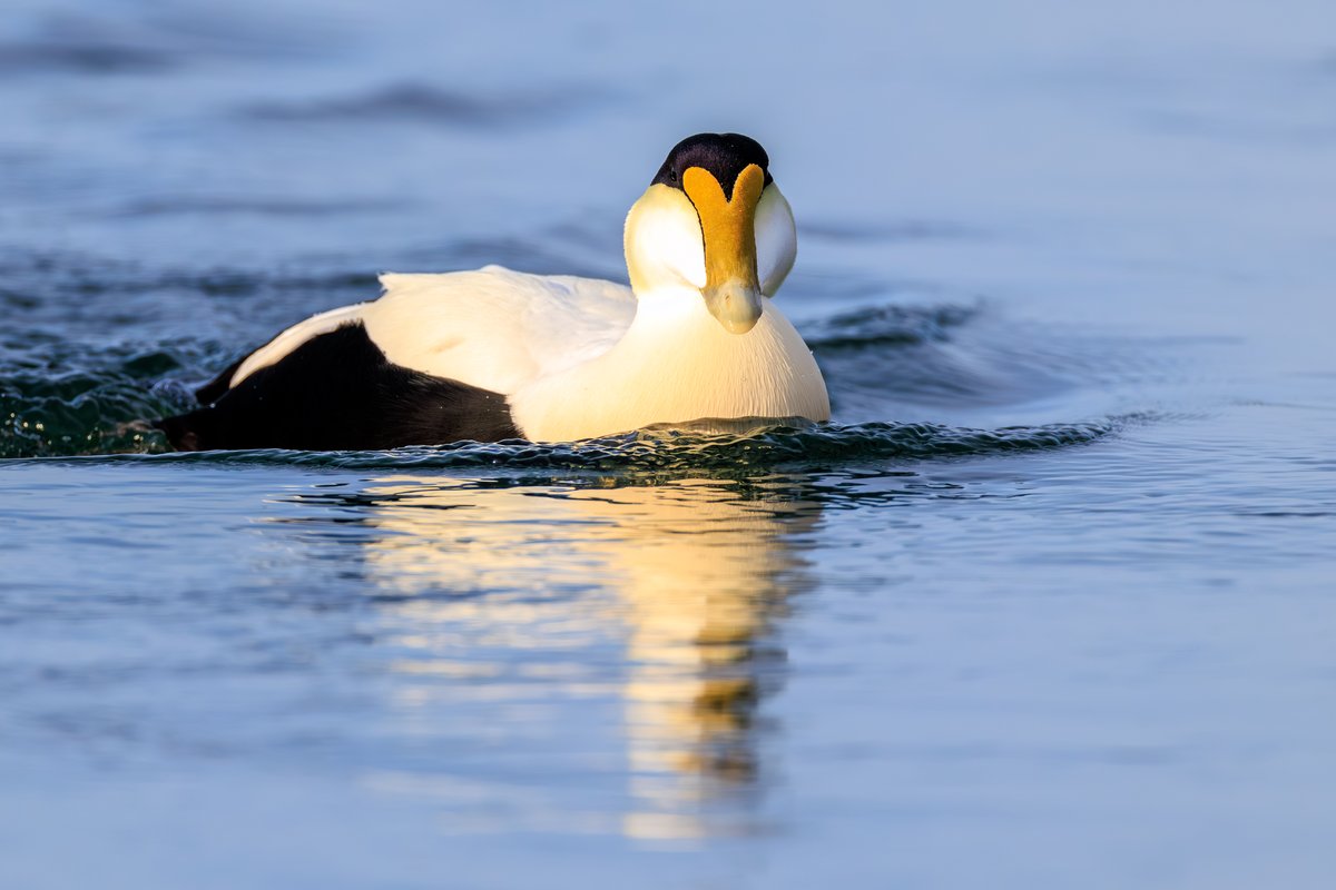 Common Eider