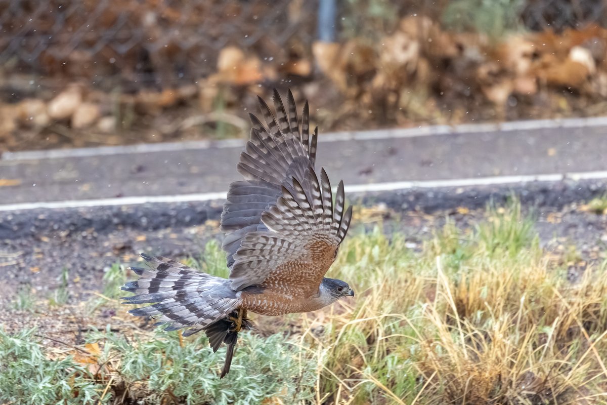 Cooper's Hawk