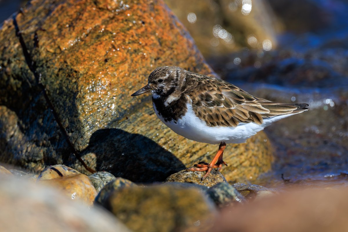 Ruddy Turnstone