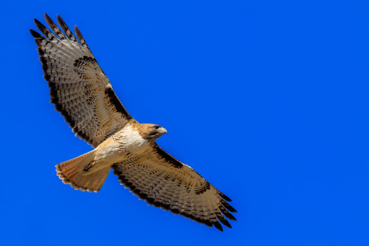 Red-tailed Hawk