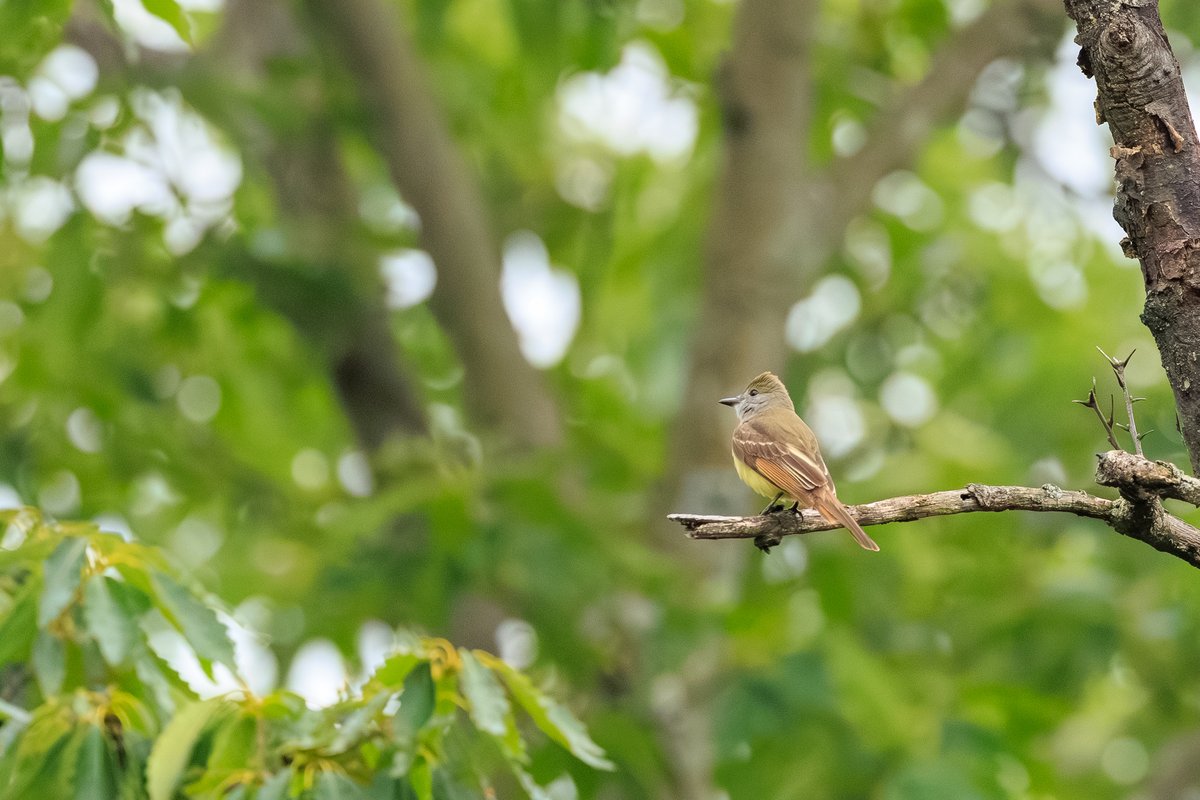 Great Crested Flycatcher