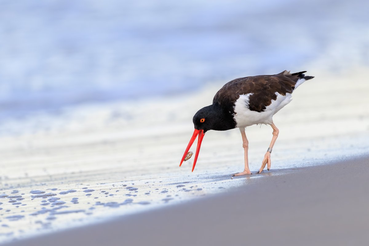 American Oystercatcher
