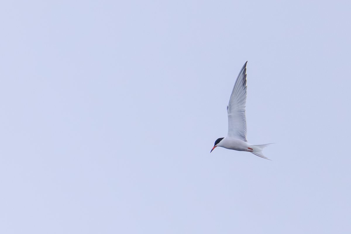 Common Tern