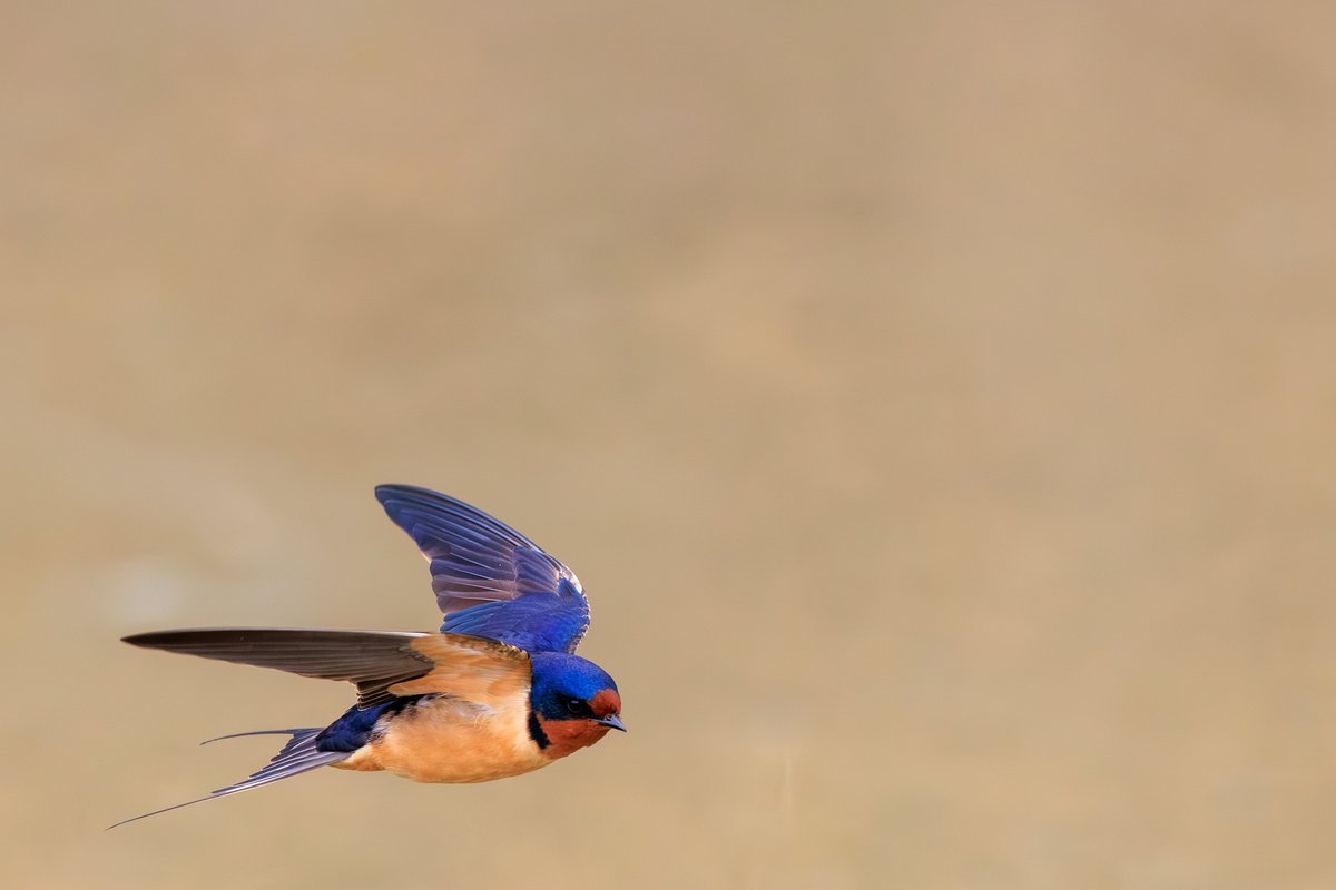 Barn Swallow