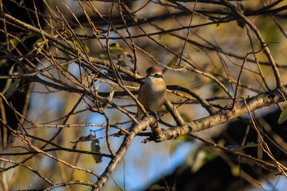 Bull-headed Shrike