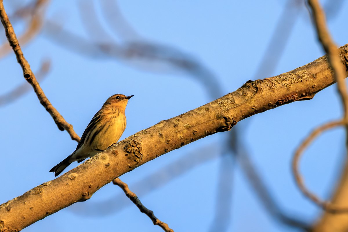 Yellow-rumped Warbler