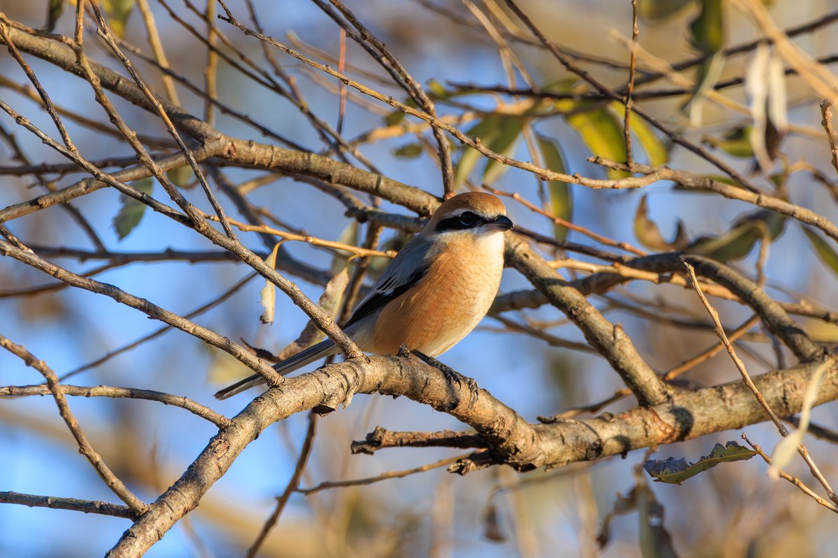 Bull-headed Shrike