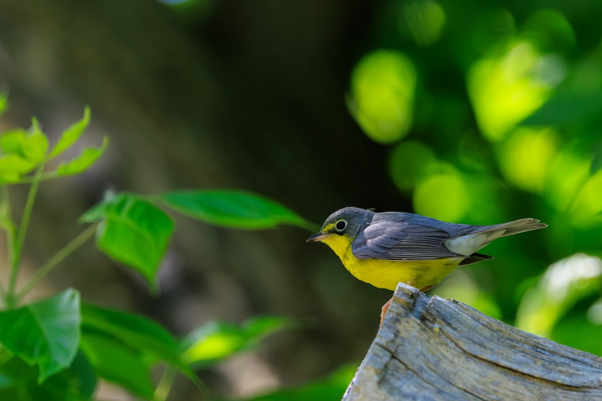 Canada Warbler