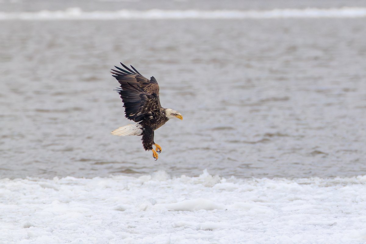 Bald Eagle