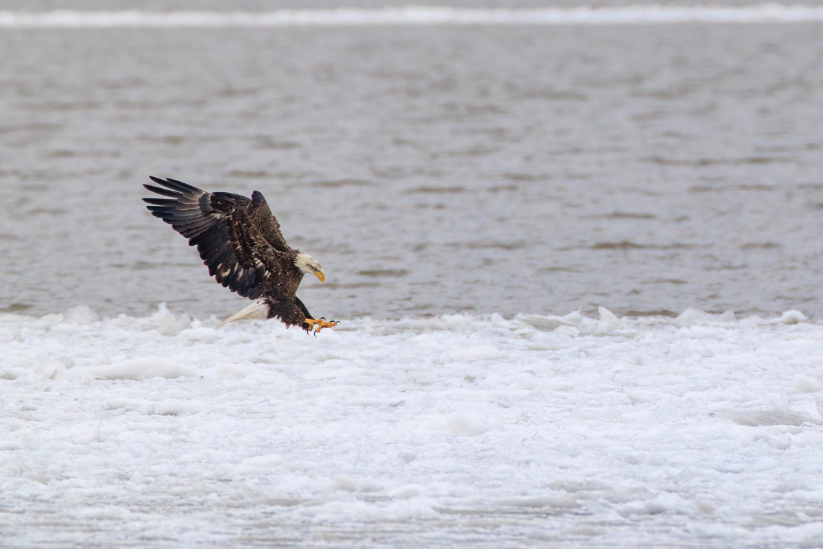 Bald Eagle