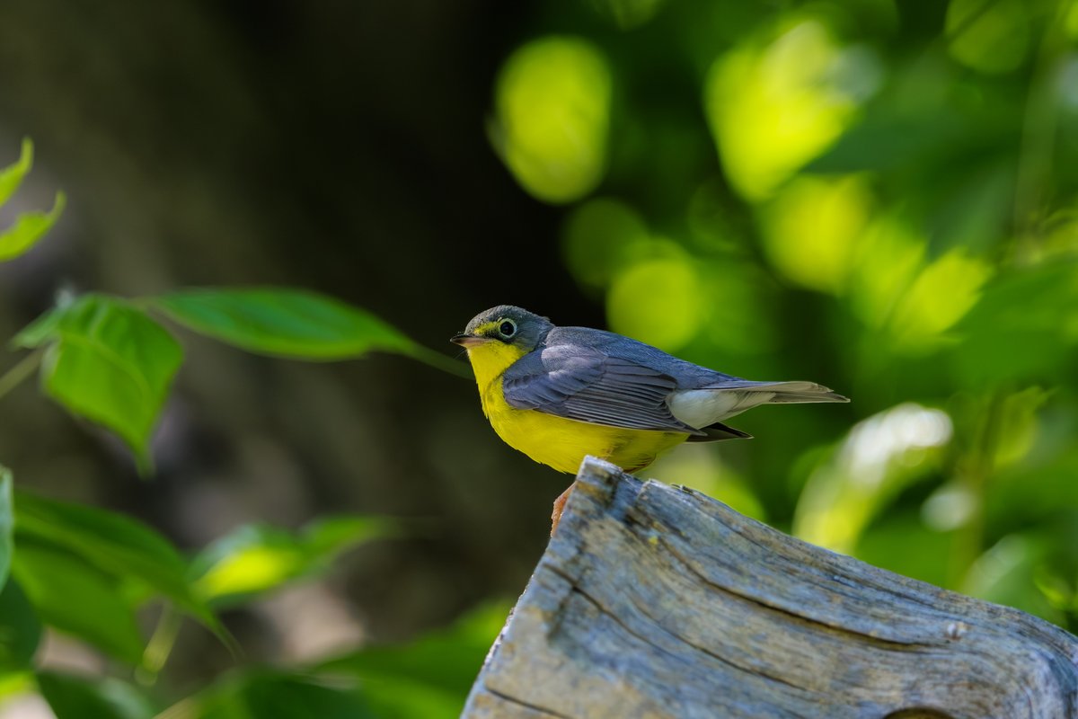 Canada Warbler