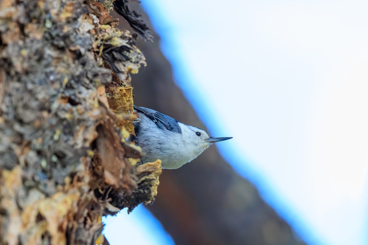 White-breasted Nuthatch