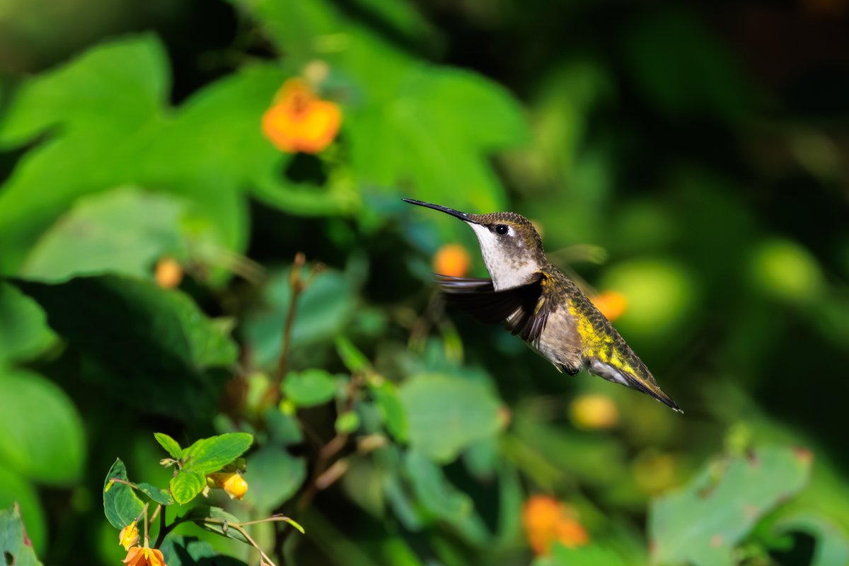 Ruby-throated Hummingbird