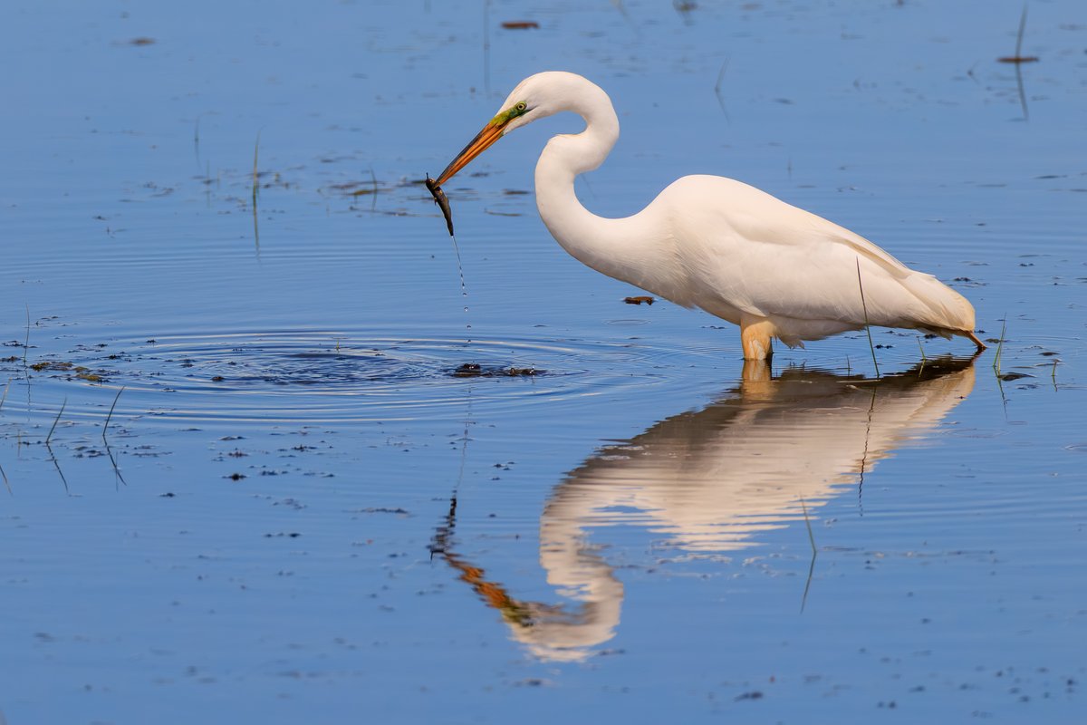 Great Egret