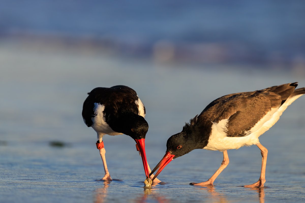 American Oystercatcher