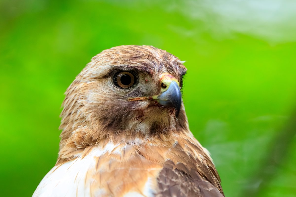 Red-tailed Hawk