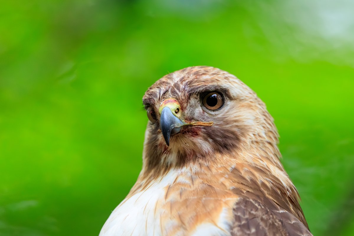 Red-tailed Hawk