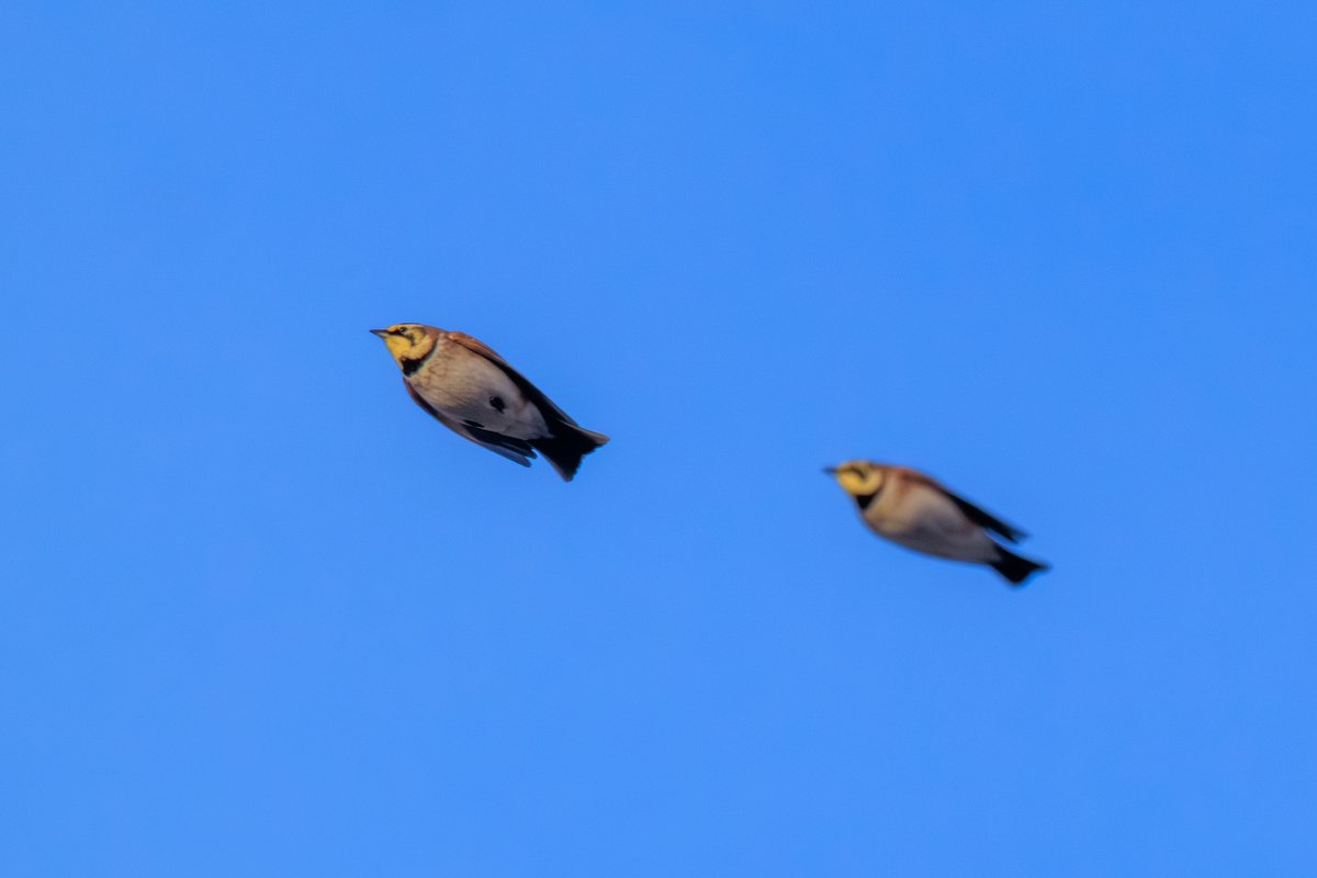 Horned Lark