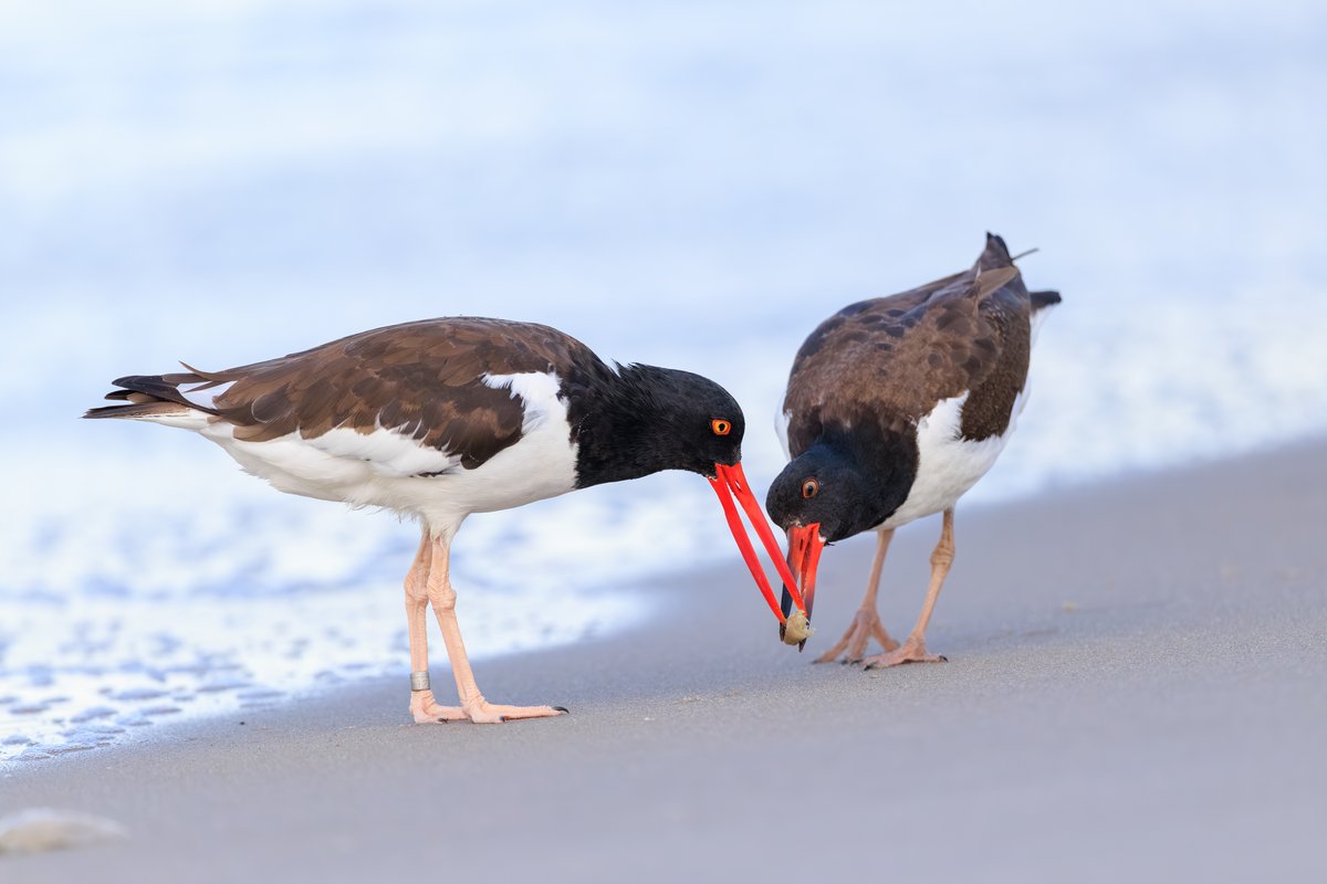 American Oystercatcher