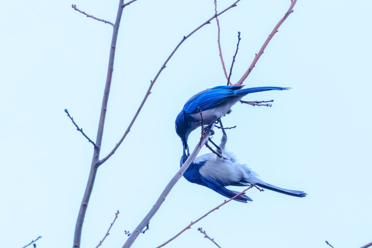 California Scrub-Jay
