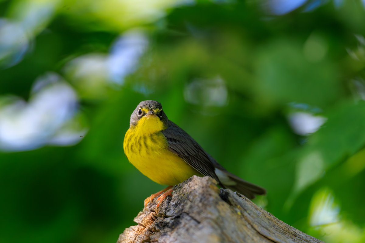 Canada Warbler