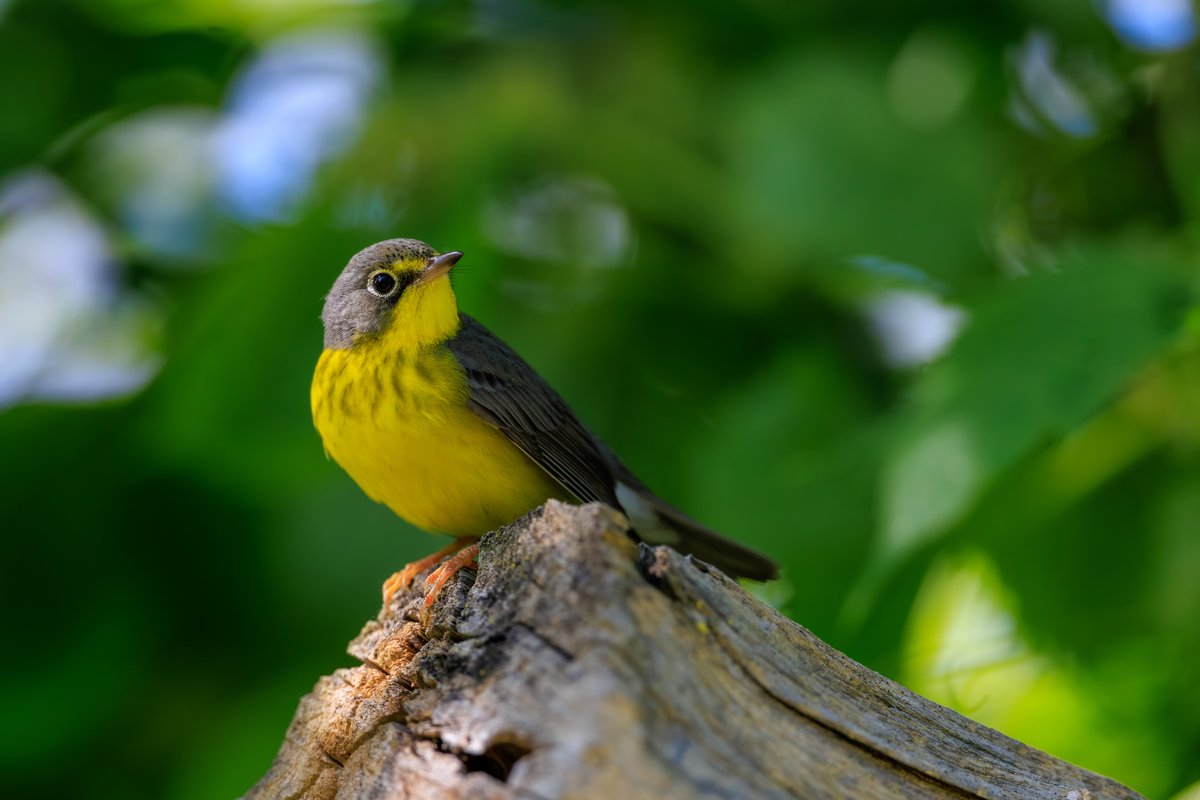 Canada Warbler