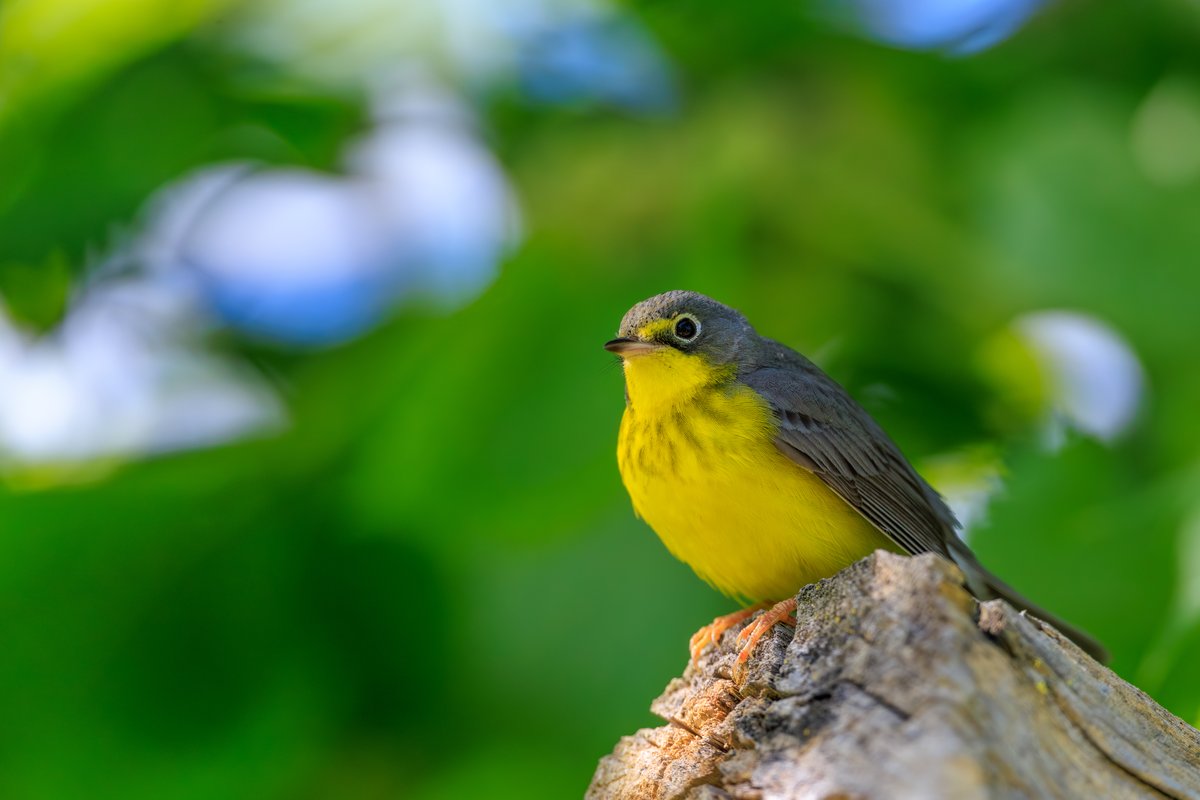 Canada Warbler