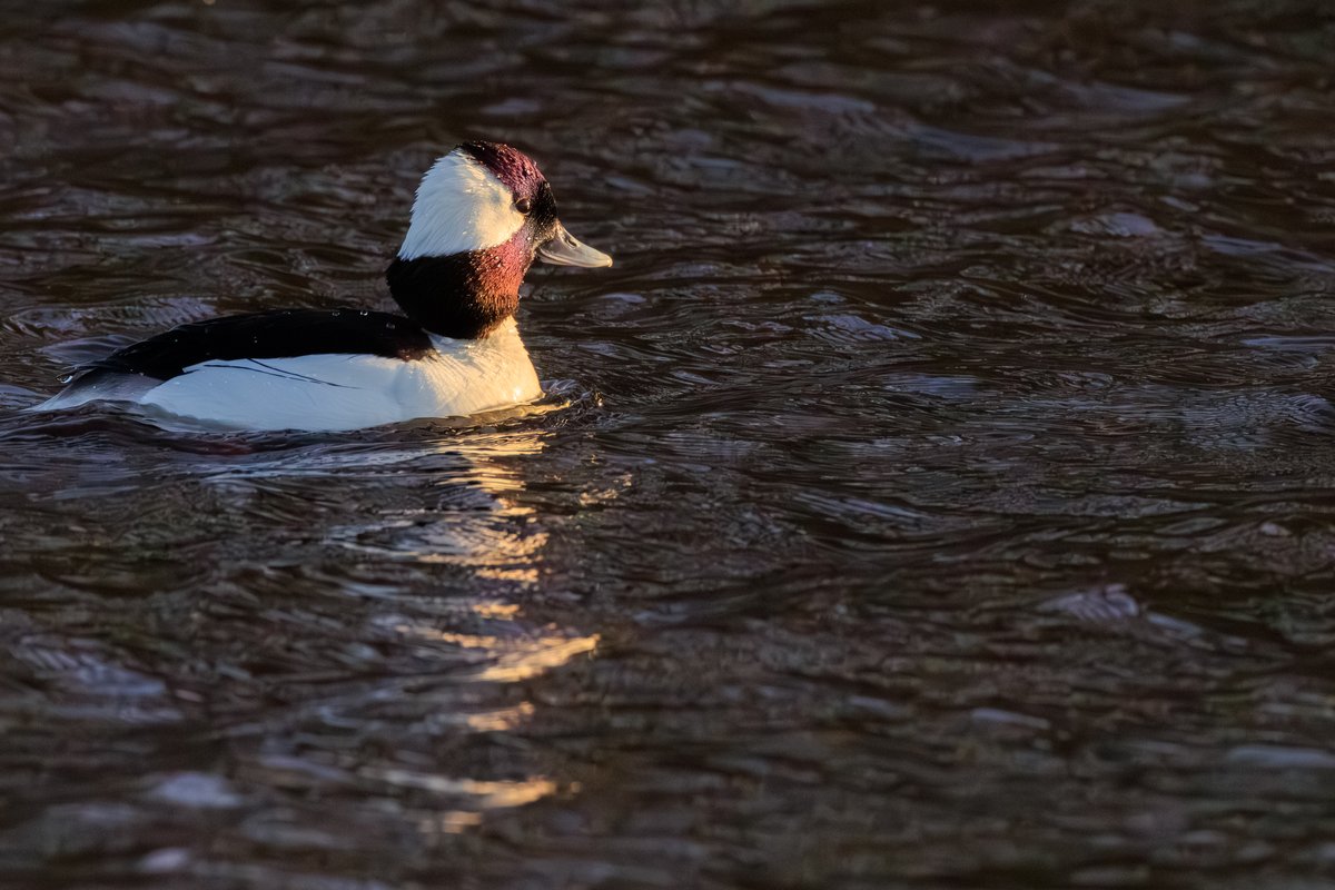 Bufflehead
