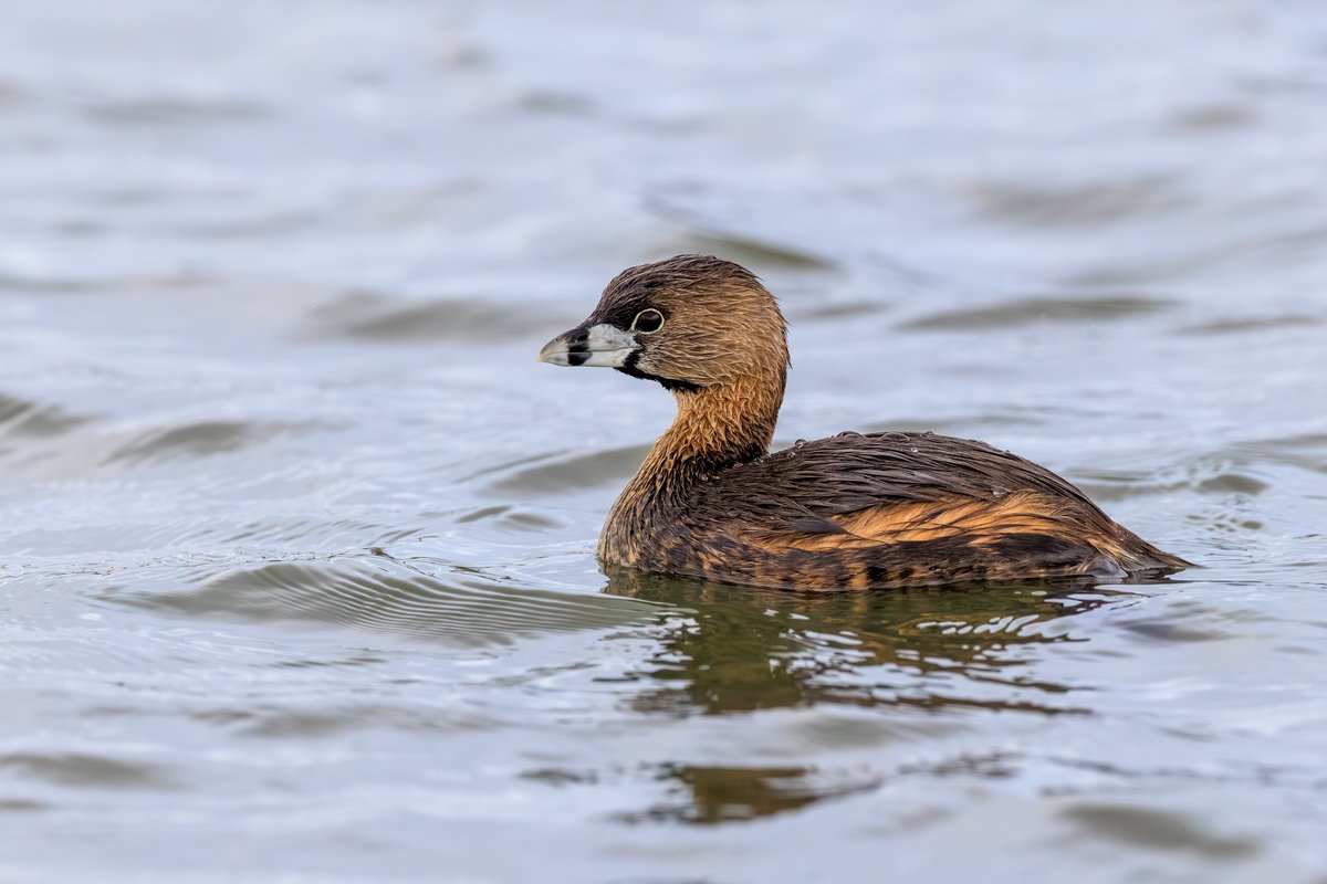 Pied-billed Grebe