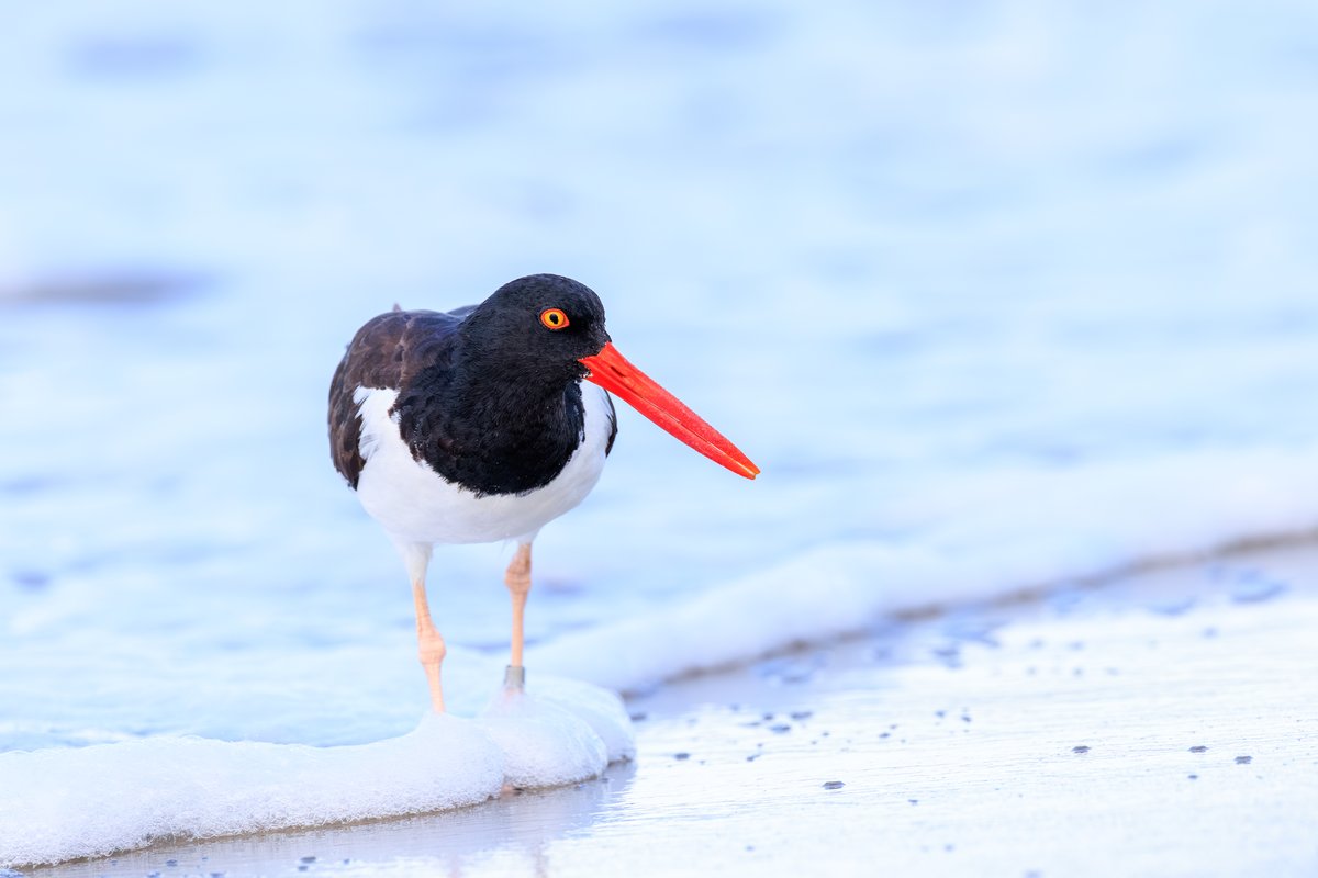 American Oystercatcher