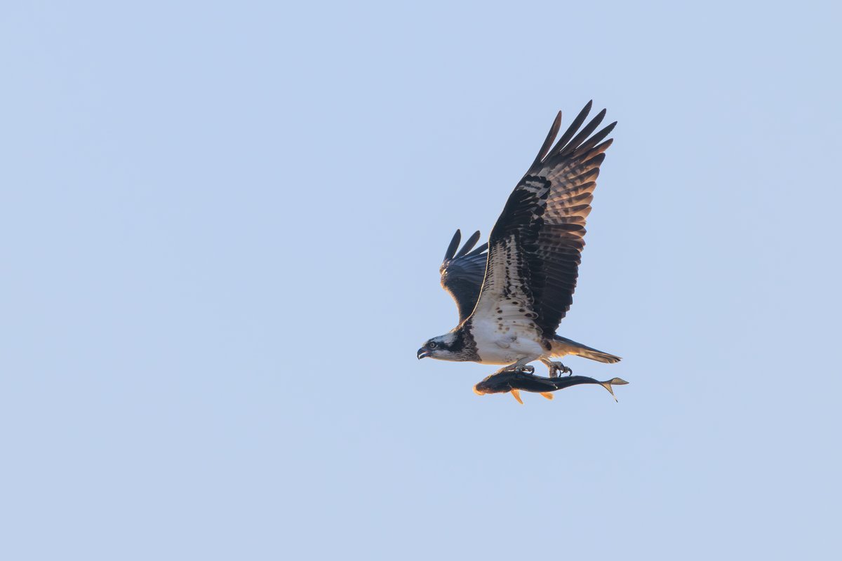 Osprey