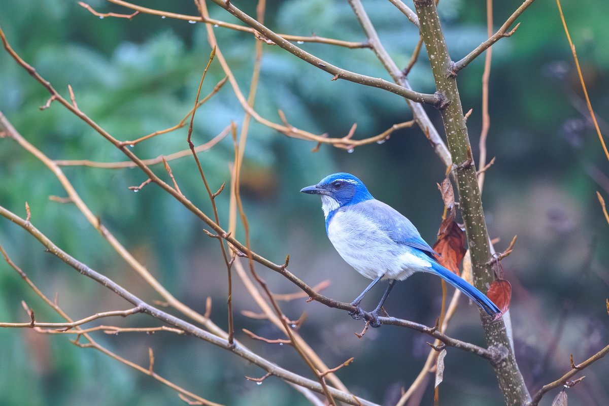 California Scrub-Jay
