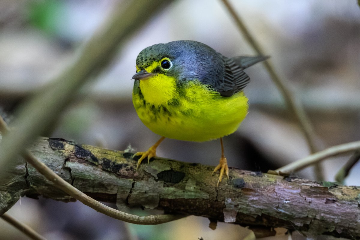 Canada Warbler