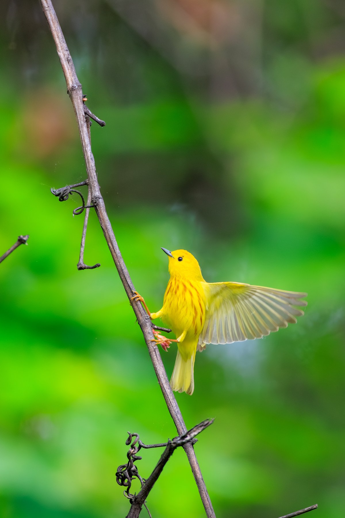 Northern Yellow Warbler