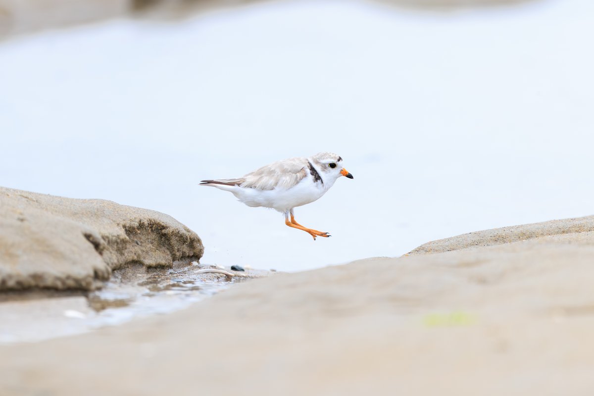 Piping Plover