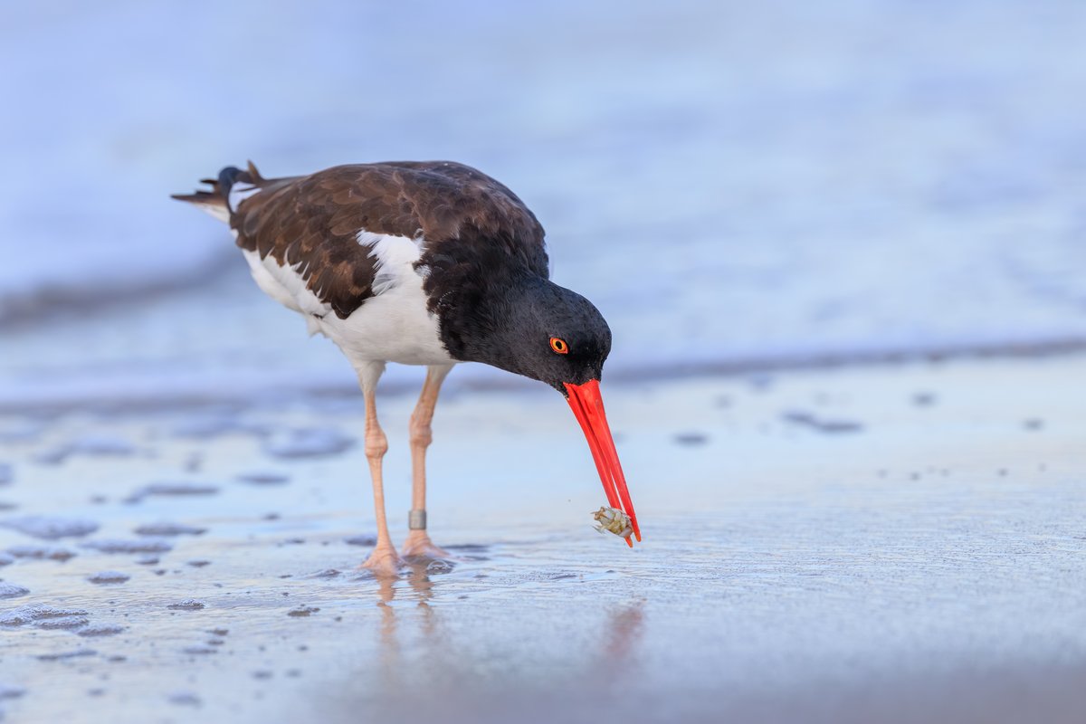 American Oystercatcher