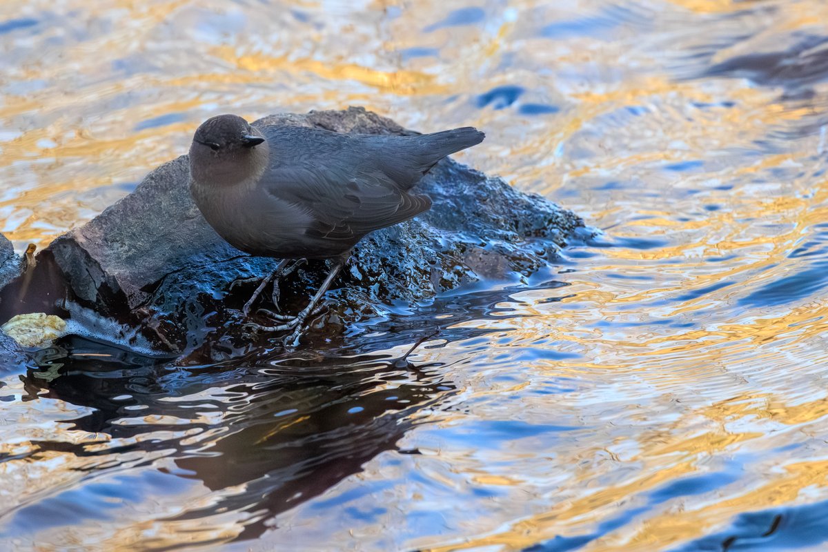 American Dipper