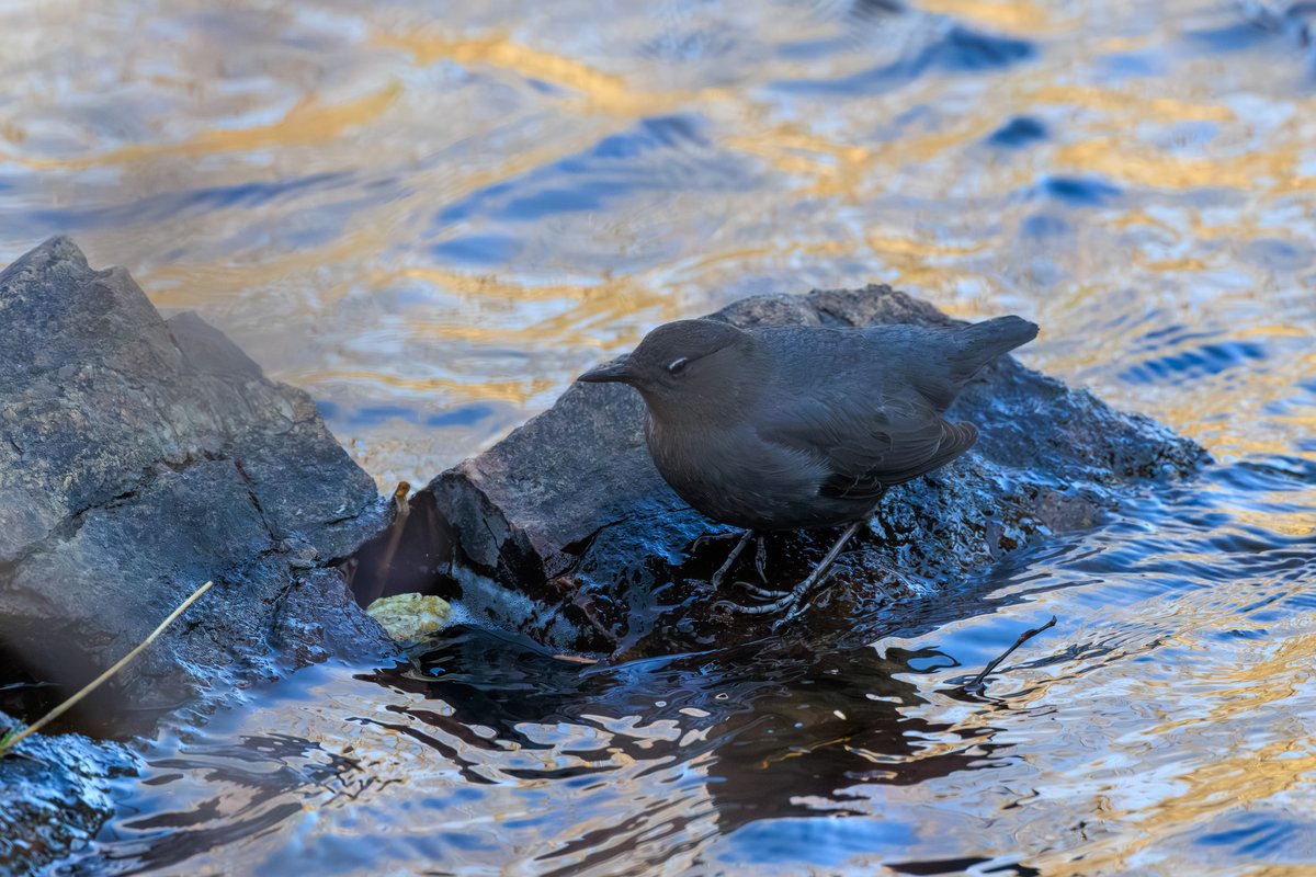American Dipper
