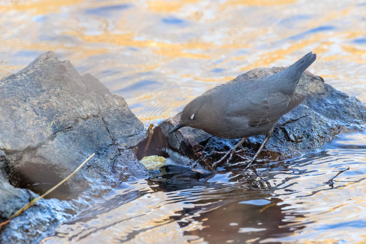 American Dipper